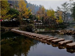 2018秋游古镇银杏