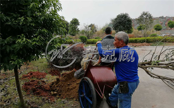 麦克威天窗春季植树节活动1