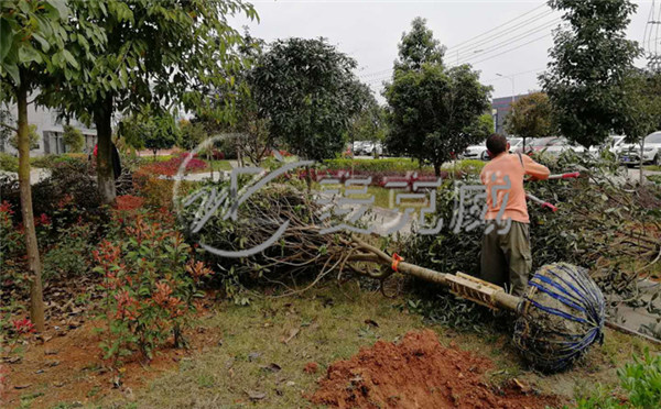 麦克威天窗春季植树节活动2