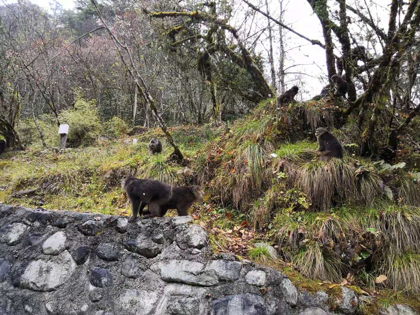2018四川麦克威秋游活动喇叭河之旅